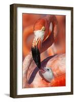 Caribbean Flamingo (Phoenicopterus Ruber) Adult Feeding Chick-Claudio Contreras-Framed Photographic Print