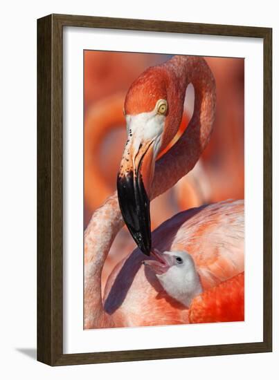 Caribbean Flamingo (Phoenicopterus Ruber) Adult Feeding Chick-Claudio Contreras-Framed Photographic Print