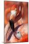 Caribbean Flamingo (Phoenicopterus Ruber) Adult Feeding Chick-Claudio Contreras-Mounted Photographic Print