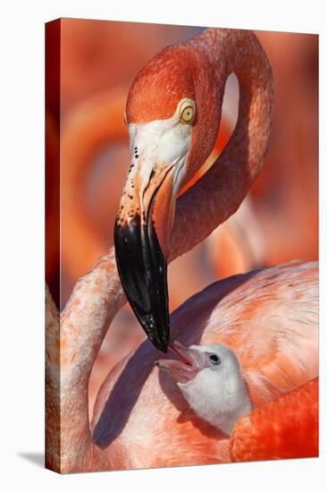 Caribbean Flamingo (Phoenicopterus Ruber) Adult Feeding Chick-Claudio Contreras-Stretched Canvas