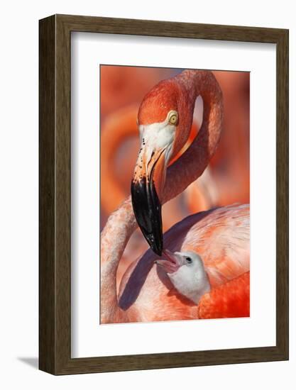 Caribbean Flamingo (Phoenicopterus Ruber) Adult Feeding Chick-Claudio Contreras-Framed Photographic Print