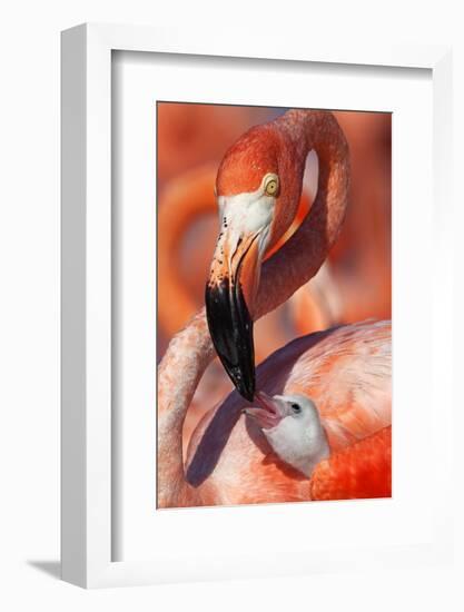 Caribbean Flamingo (Phoenicopterus Ruber) Adult Feeding Chick-Claudio Contreras-Framed Photographic Print