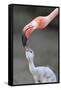 Caribbean Flamingo (Phoenicopterus ruber) adult, feeding three-day old chick (captive)-Edward Myles-Framed Stretched Canvas