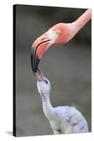 Caribbean Flamingo (Phoenicopterus ruber) adult, feeding three-day old chick (captive)-Edward Myles-Stretched Canvas