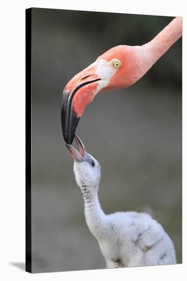 Caribbean Flamingo (Phoenicopterus ruber) adult, feeding three-day old chick (captive)-Edward Myles-Stretched Canvas