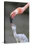 Caribbean Flamingo (Phoenicopterus ruber) adult, feeding three-day old chick (captive)-Edward Myles-Stretched Canvas