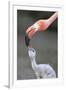 Caribbean Flamingo (Phoenicopterus ruber) adult, feeding three-day old chick (captive)-Edward Myles-Framed Photographic Print