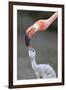 Caribbean Flamingo (Phoenicopterus ruber) adult, feeding three-day old chick (captive)-Edward Myles-Framed Photographic Print