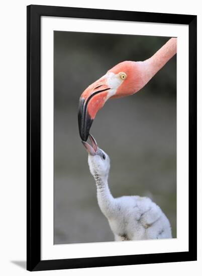 Caribbean Flamingo (Phoenicopterus ruber) adult, feeding three-day old chick (captive)-Edward Myles-Framed Photographic Print