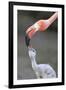 Caribbean Flamingo (Phoenicopterus ruber) adult, feeding three-day old chick (captive)-Edward Myles-Framed Photographic Print