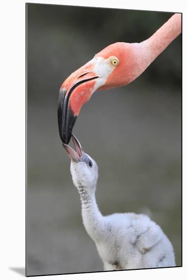 Caribbean Flamingo (Phoenicopterus ruber) adult, feeding three-day old chick (captive)-Edward Myles-Mounted Photographic Print