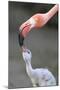 Caribbean Flamingo (Phoenicopterus ruber) adult, feeding three-day old chick (captive)-Edward Myles-Mounted Photographic Print