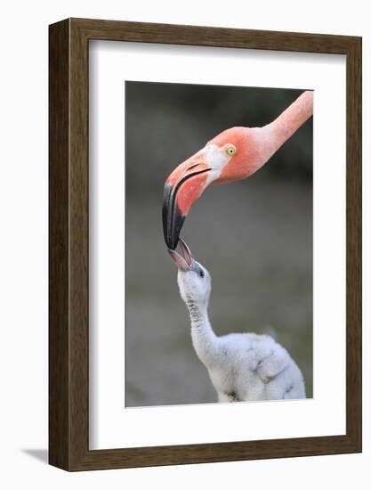 Caribbean Flamingo (Phoenicopterus ruber) adult, feeding three-day old chick (captive)-Edward Myles-Framed Photographic Print