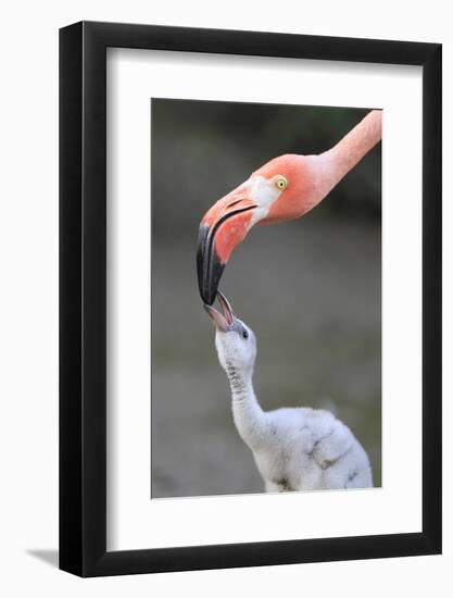 Caribbean Flamingo (Phoenicopterus ruber) adult, feeding three-day old chick (captive)-Edward Myles-Framed Photographic Print