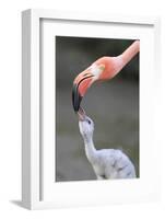 Caribbean Flamingo (Phoenicopterus ruber) adult, feeding three-day old chick (captive)-Edward Myles-Framed Photographic Print