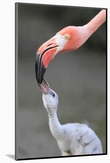 Caribbean Flamingo (Phoenicopterus ruber) adult, feeding three-day old chick (captive)-Edward Myles-Mounted Photographic Print