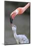 Caribbean Flamingo (Phoenicopterus ruber) adult, feeding three-day old chick (captive)-Edward Myles-Mounted Photographic Print