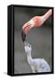 Caribbean Flamingo (Phoenicopterus ruber) adult, feeding three-day old chick (captive)-Edward Myles-Framed Stretched Canvas