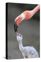 Caribbean Flamingo (Phoenicopterus ruber) adult, feeding three-day old chick (captive)-Edward Myles-Stretched Canvas