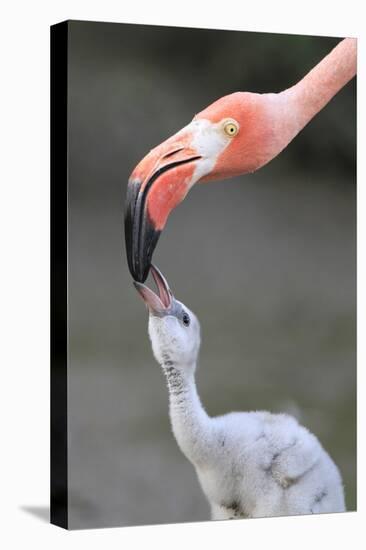 Caribbean Flamingo (Phoenicopterus ruber) adult, feeding three-day old chick (captive)-Edward Myles-Stretched Canvas