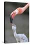 Caribbean Flamingo (Phoenicopterus ruber) adult, feeding three-day old chick (captive)-Edward Myles-Stretched Canvas