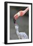 Caribbean Flamingo (Phoenicopterus ruber) adult, feeding three-day old chick (captive)-Edward Myles-Framed Photographic Print