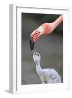 Caribbean Flamingo (Phoenicopterus ruber) adult, feeding three-day old chick (captive)-Edward Myles-Framed Photographic Print