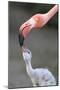 Caribbean Flamingo (Phoenicopterus ruber) adult, feeding three-day old chick (captive)-Edward Myles-Mounted Photographic Print