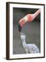 Caribbean Flamingo (Phoenicopterus ruber) adult, feeding three-day old chick (captive)-Edward Myles-Framed Photographic Print