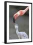 Caribbean Flamingo (Phoenicopterus ruber) adult, feeding three-day old chick (captive)-Edward Myles-Framed Photographic Print