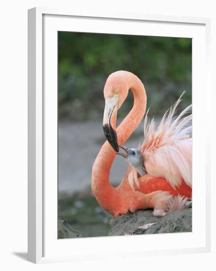 Caribbean Flamingo (Phoenicopterus ruber) adult, feeding three-day old chick on nest (captive)-Edward Myles-Framed Photographic Print