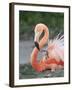 Caribbean Flamingo (Phoenicopterus ruber) adult, feeding three-day old chick on nest (captive)-Edward Myles-Framed Photographic Print