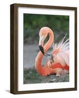 Caribbean Flamingo (Phoenicopterus ruber) adult, feeding three-day old chick on nest (captive)-Edward Myles-Framed Photographic Print