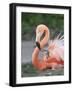 Caribbean Flamingo (Phoenicopterus ruber) adult, feeding three-day old chick on nest (captive)-Edward Myles-Framed Photographic Print