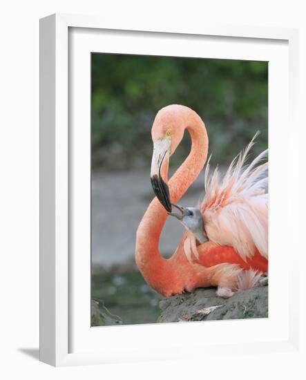 Caribbean Flamingo (Phoenicopterus ruber) adult, feeding three-day old chick on nest (captive)-Edward Myles-Framed Photographic Print