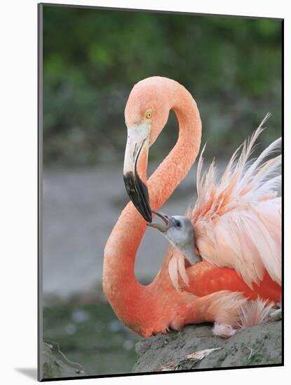 Caribbean Flamingo (Phoenicopterus ruber) adult, feeding three-day old chick on nest (captive)-Edward Myles-Mounted Photographic Print