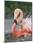 Caribbean Flamingo (Phoenicopterus ruber) adult, feeding three-day old chick on nest (captive)-Edward Myles-Mounted Photographic Print