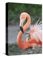 Caribbean Flamingo (Phoenicopterus ruber) adult, feeding three-day old chick on nest (captive)-Edward Myles-Stretched Canvas