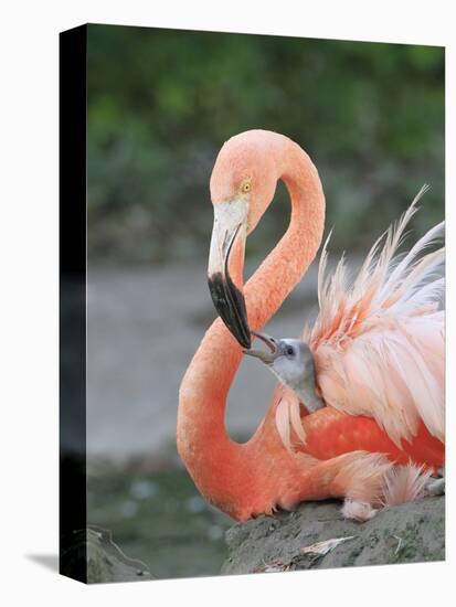 Caribbean Flamingo (Phoenicopterus ruber) adult, feeding three-day old chick on nest (captive)-Edward Myles-Stretched Canvas