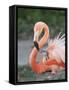 Caribbean Flamingo (Phoenicopterus ruber) adult, feeding three-day old chick on nest (captive)-Edward Myles-Framed Stretched Canvas