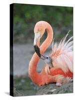 Caribbean Flamingo (Phoenicopterus ruber) adult, feeding three-day old chick on nest (captive)-Edward Myles-Stretched Canvas