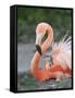 Caribbean Flamingo (Phoenicopterus ruber) adult, feeding three-day old chick on nest (captive)-Edward Myles-Framed Stretched Canvas