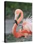 Caribbean Flamingo (Phoenicopterus ruber) adult, feeding three-day old chick on nest (captive)-Edward Myles-Stretched Canvas