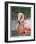 Caribbean Flamingo (Phoenicopterus ruber) adult, feeding three-day old chick on nest (captive)-Edward Myles-Framed Photographic Print