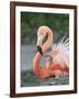 Caribbean Flamingo (Phoenicopterus ruber) adult, feeding three-day old chick on nest (captive)-Edward Myles-Framed Photographic Print