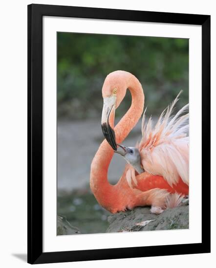 Caribbean Flamingo (Phoenicopterus ruber) adult, feeding three-day old chick on nest (captive)-Edward Myles-Framed Photographic Print