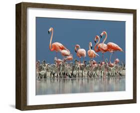 Caribbean Flamingo (Phoenicopterus Ruber) Adults Guarding Chick-Claudio Contreras-Framed Photographic Print