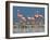 Caribbean Flamingo (Phoenicopterus Ruber) Adults Guarding Chick-Claudio Contreras-Framed Photographic Print