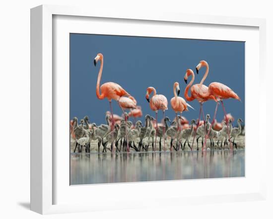 Caribbean Flamingo (Phoenicopterus Ruber) Adults Guarding Chick-Claudio Contreras-Framed Photographic Print