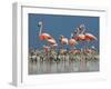 Caribbean Flamingo (Phoenicopterus Ruber) Adults Guarding Chick-Claudio Contreras-Framed Photographic Print